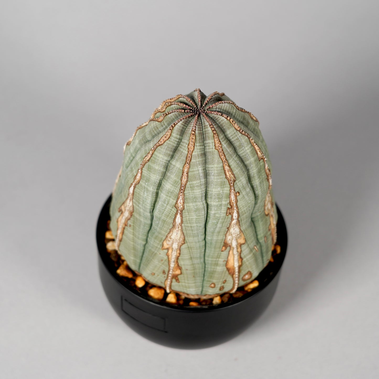 Euphorbia obesa　A