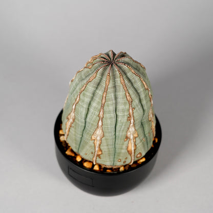 Euphorbia obesa　A