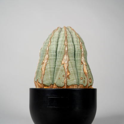 Euphorbia obesa　A