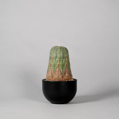 Euphorbia obesa　B