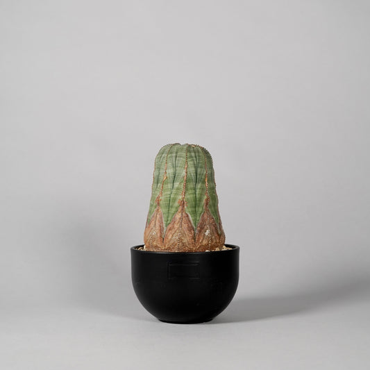 Euphorbia obesa　B