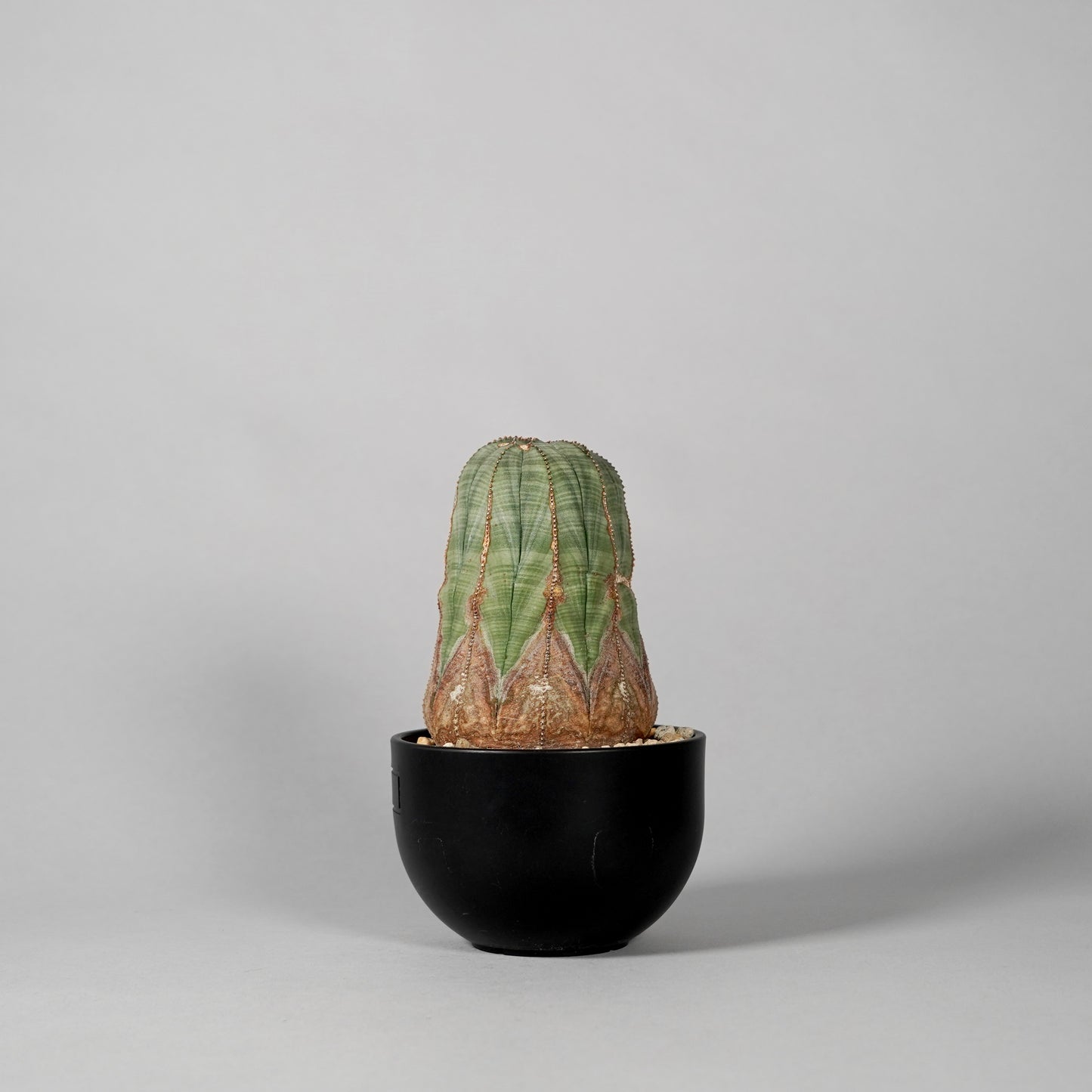 Euphorbia obesa　B