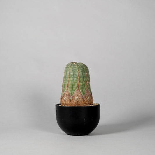 Euphorbia obesa　B