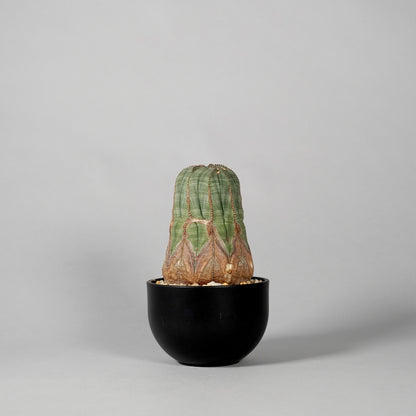 Euphorbia obesa　B