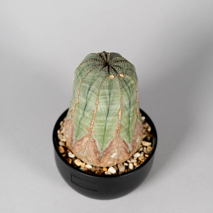 Euphorbia obesa　B