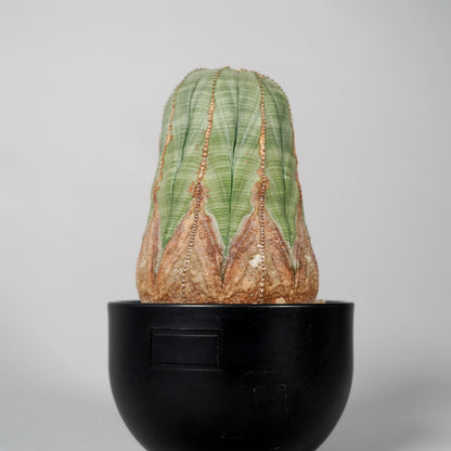 Euphorbia obesa　B