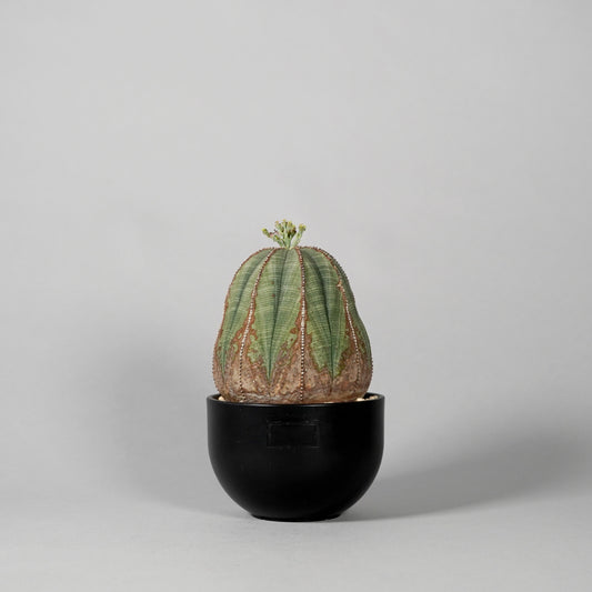 Euphorbia obesa　C