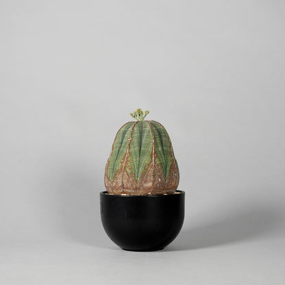 Euphorbia obesa　C