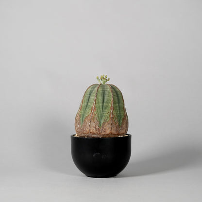 Euphorbia obesa　C
