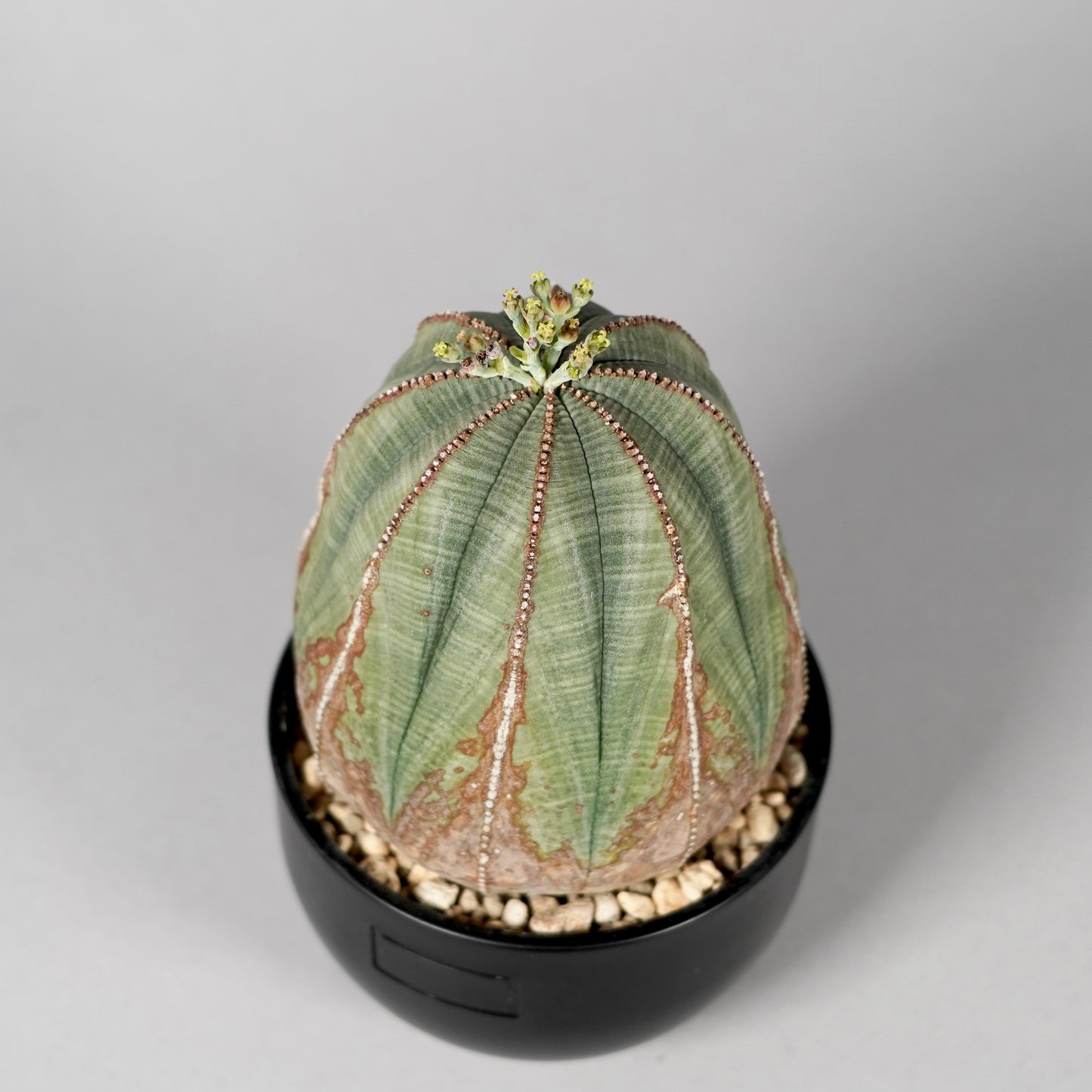 Euphorbia obesa　C