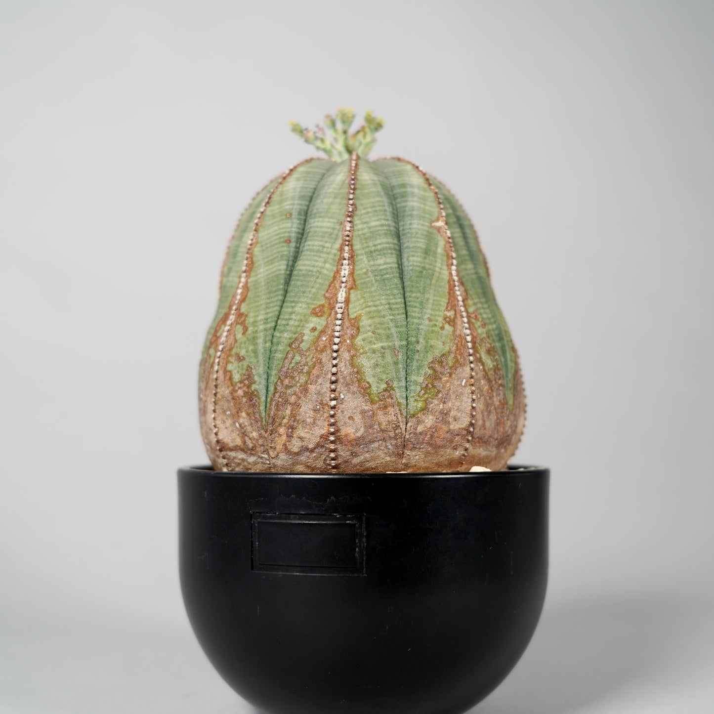Euphorbia obesa　C