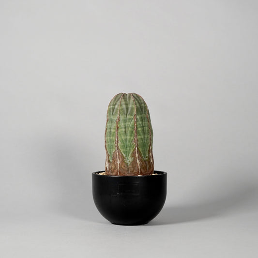 Euphorbia obesa　D