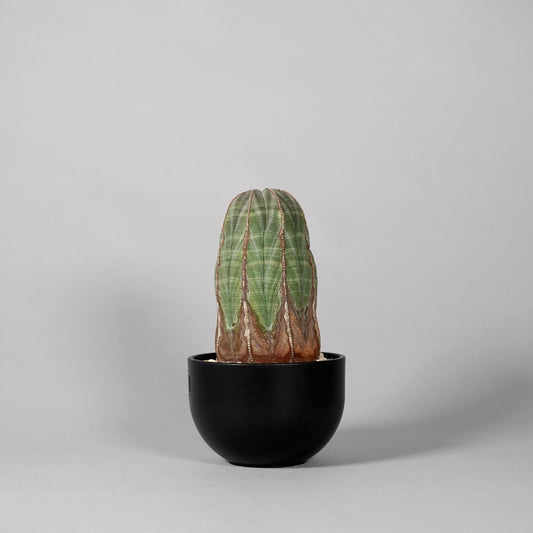 Euphorbia obesa　D