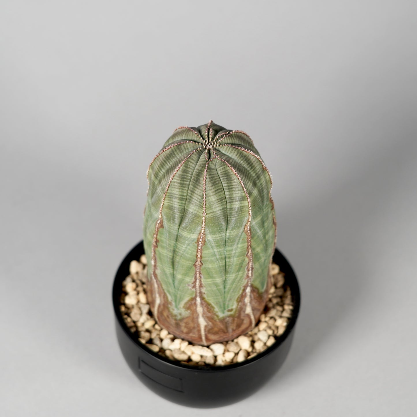Euphorbia obesa　D
