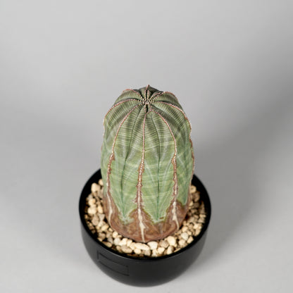 Euphorbia obesa　D