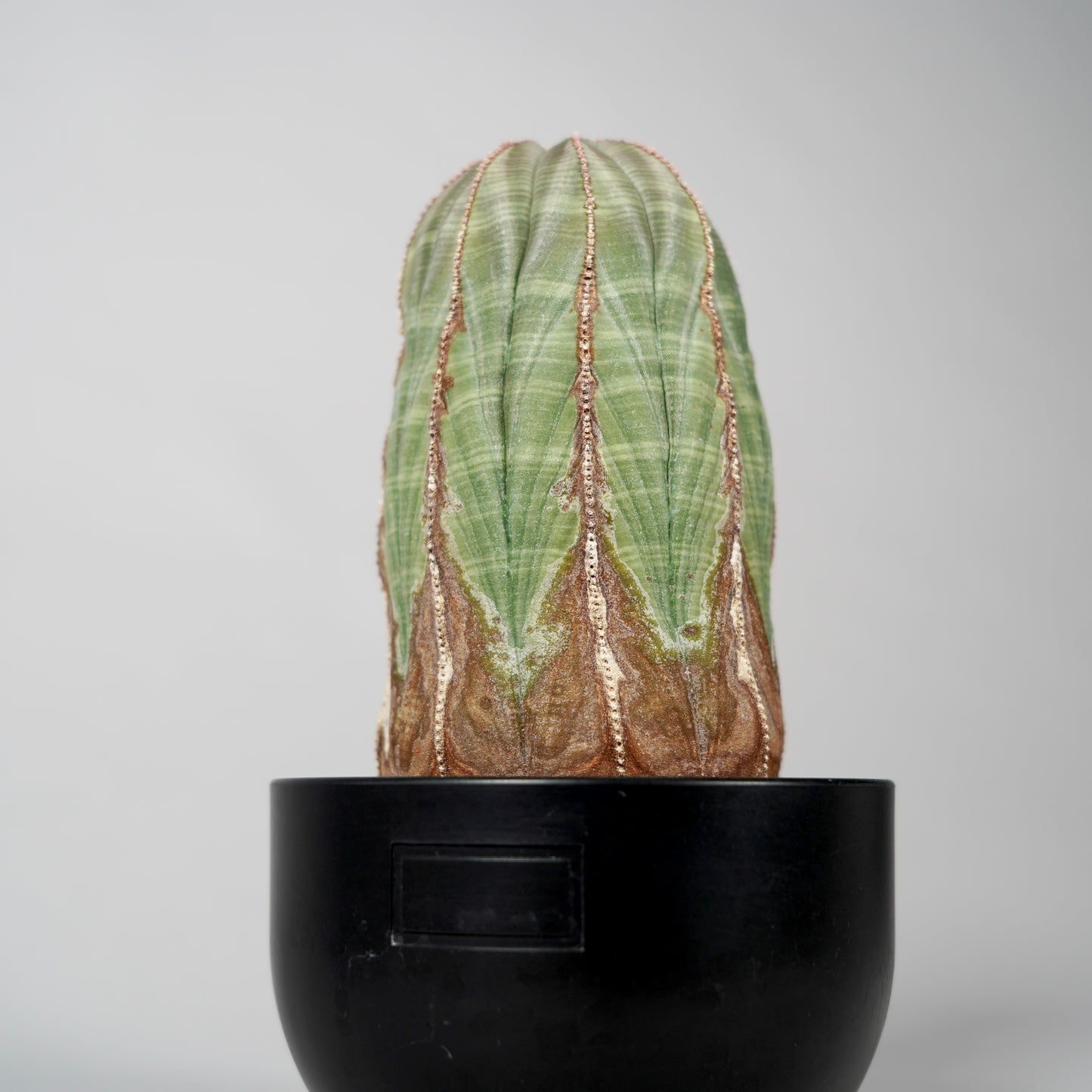Euphorbia obesa　D