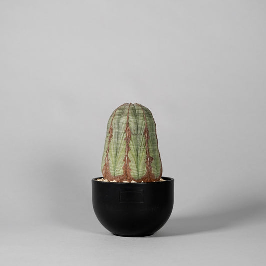 Euphorbia obesa　E