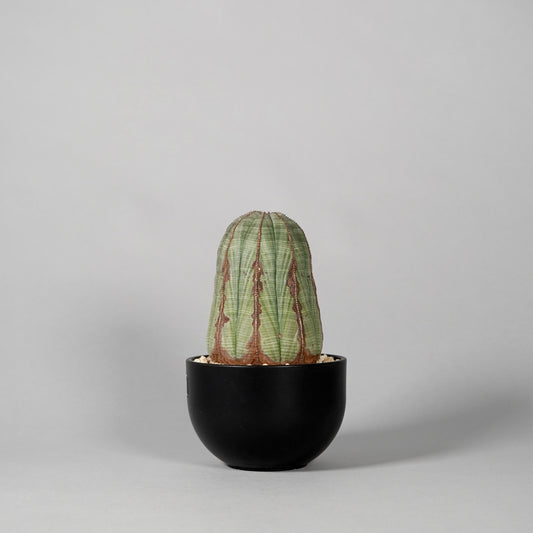 Euphorbia obesa　E