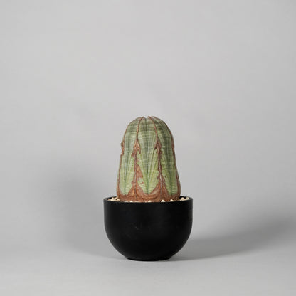 Euphorbia obesa　E
