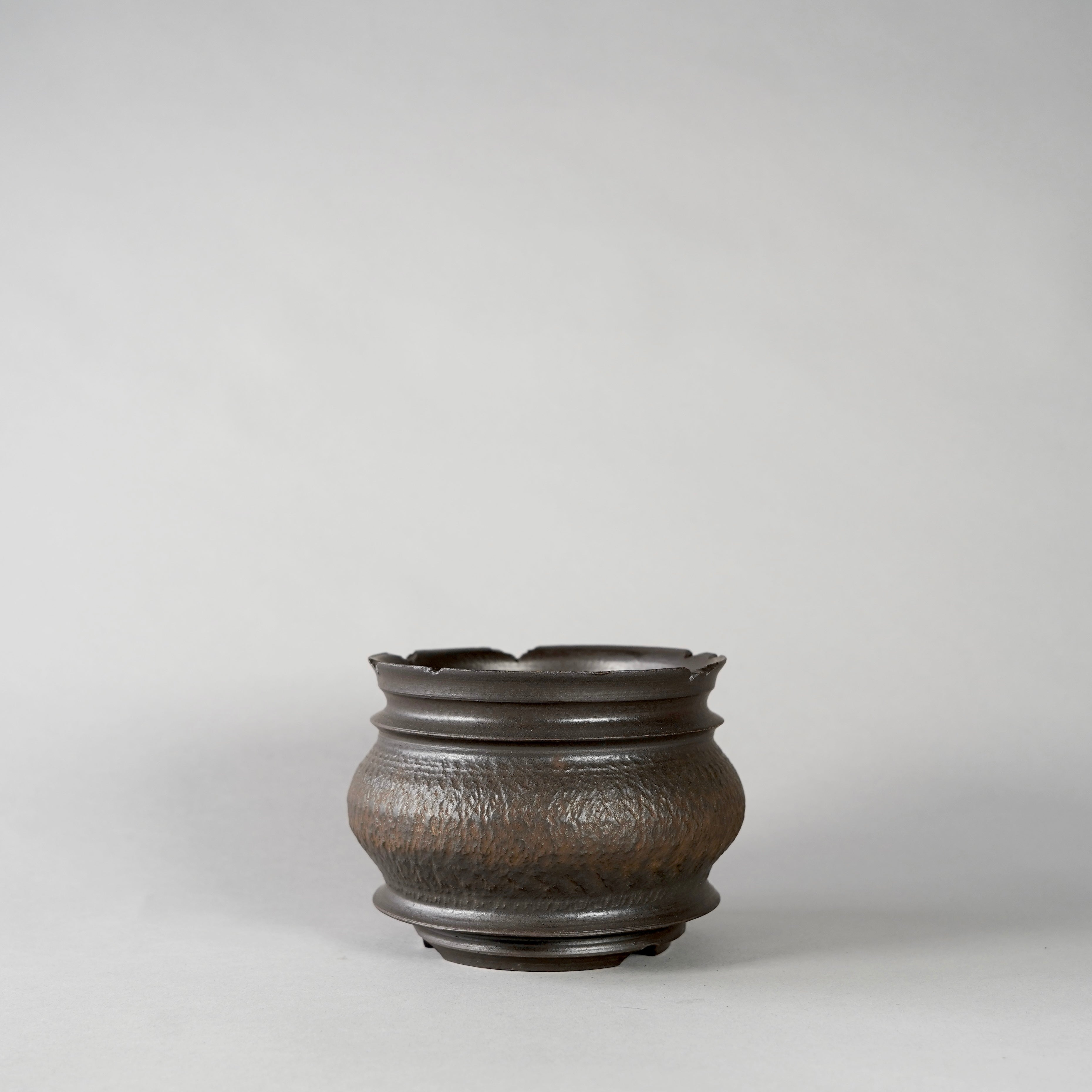 美形！まん丸短枝グラキリス（BOTANIZE Ｎ／OHコラボ鉢付） NEW – BOTANIZE