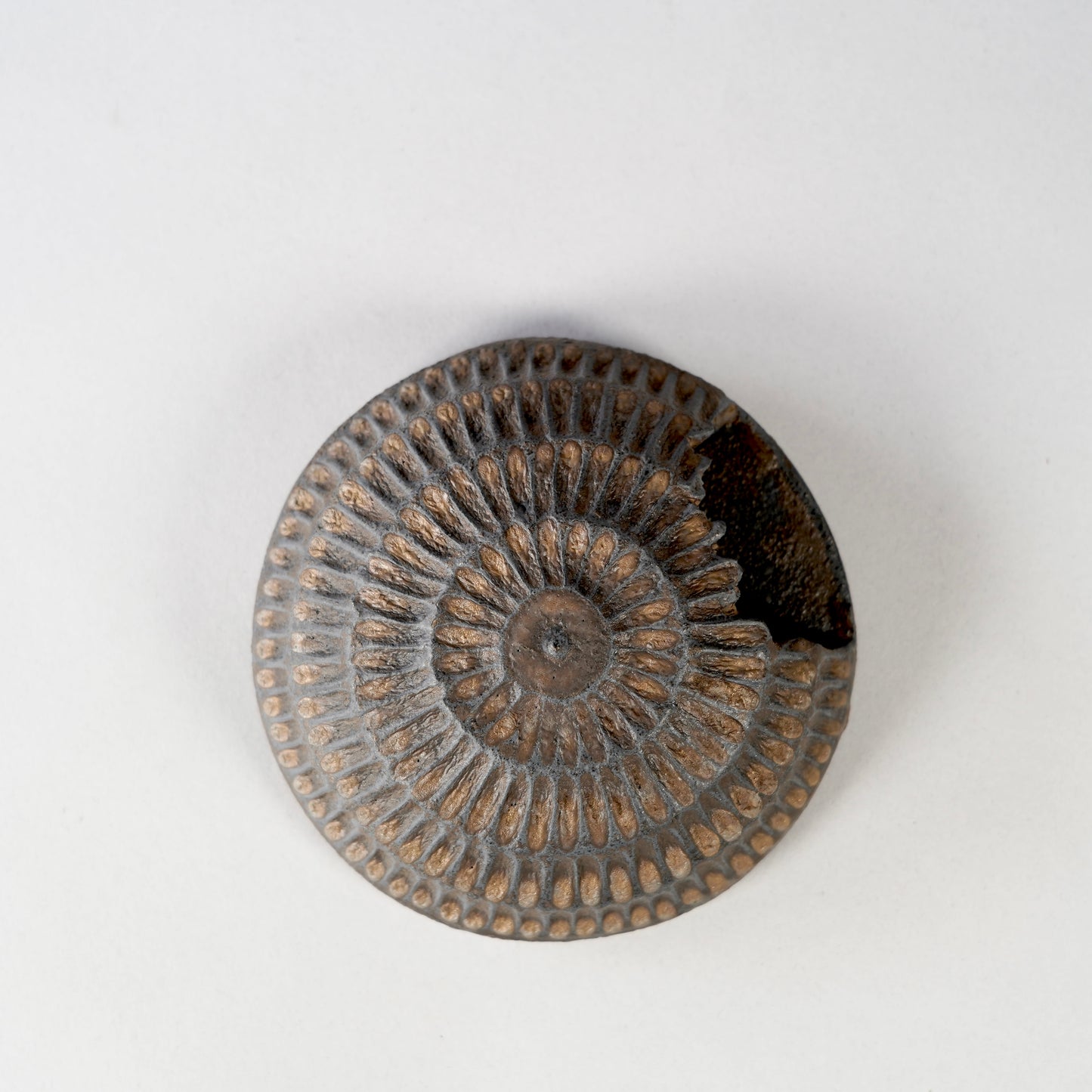 GOUJIN × BOTANIZE 〝Objet〟 --掛花--