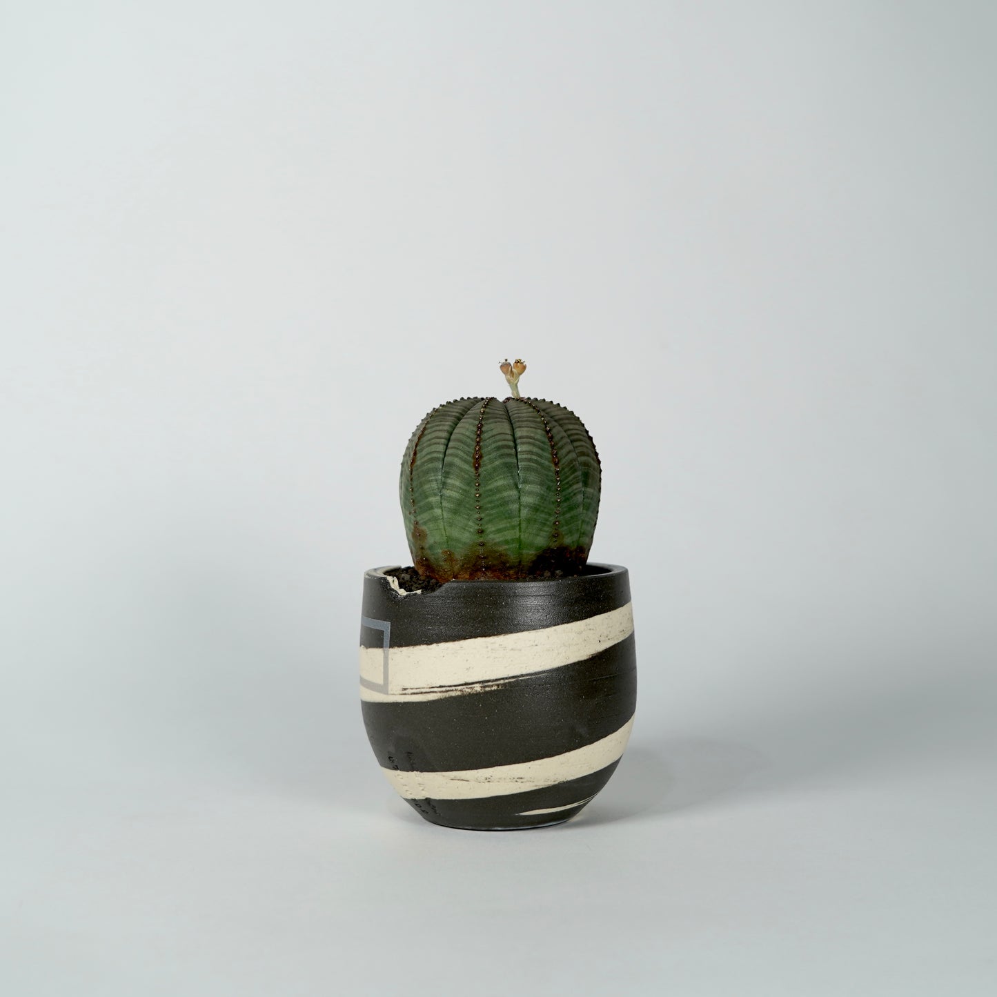 Euphorbia obesa × “N/OH”POT  A