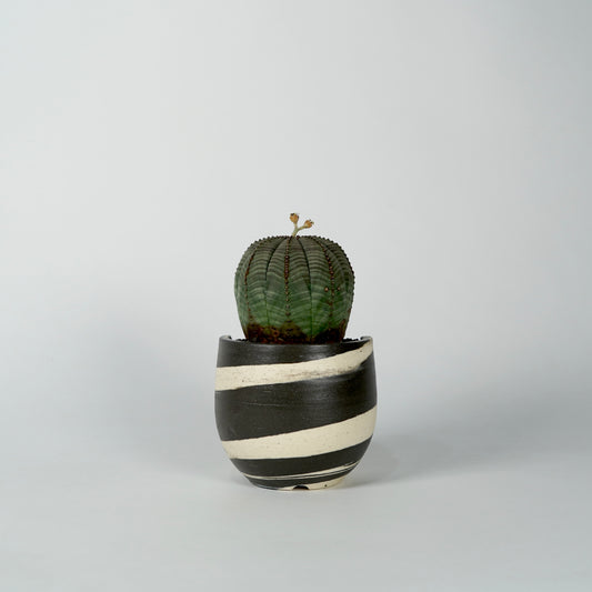 Euphorbia obesa × “N/OH”POT  A