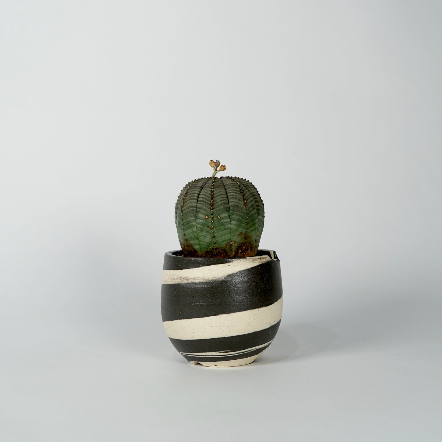 Euphorbia obesa × “N/OH”POT  A