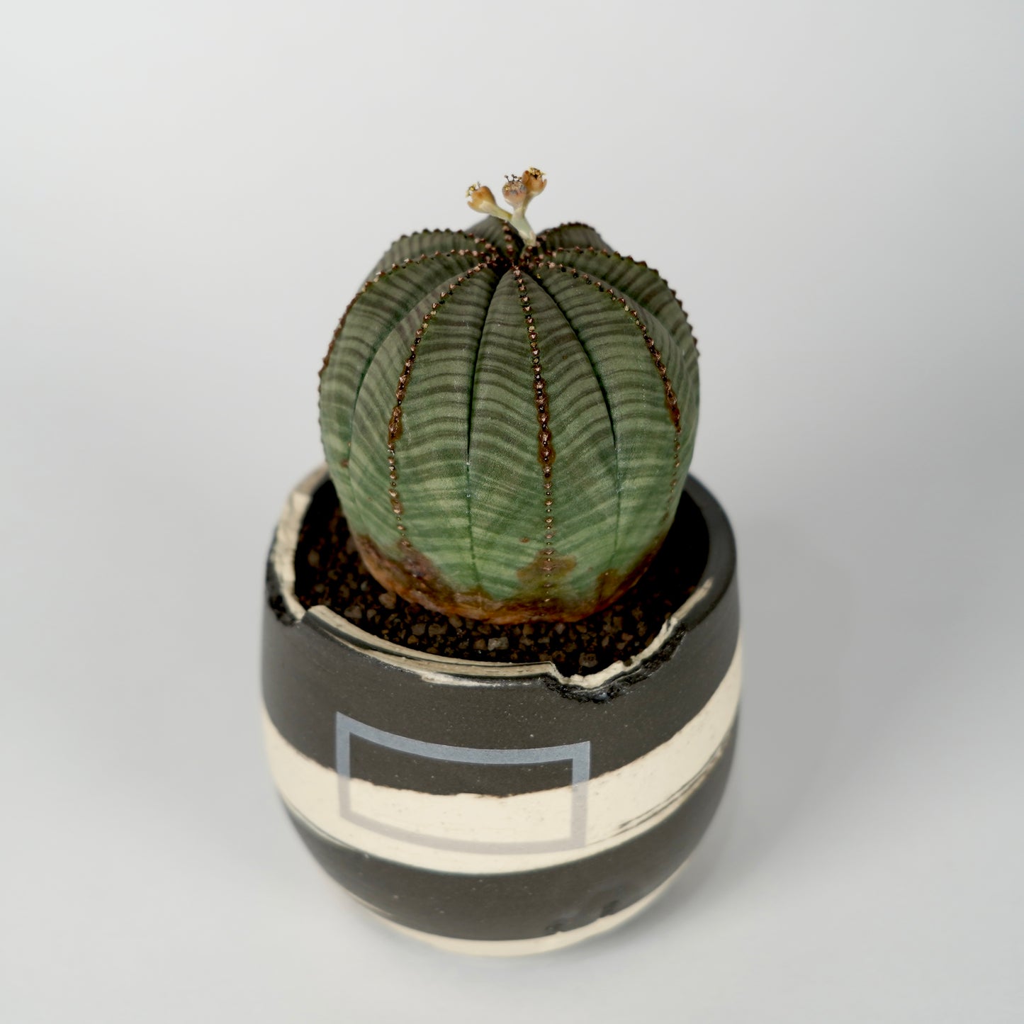 Euphorbia obesa × “N/OH”POT  A