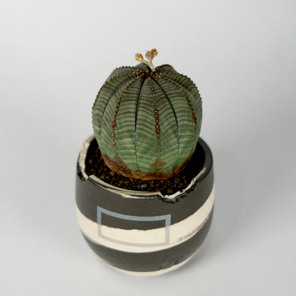Euphorbia obesa × “N/OH”POT  A