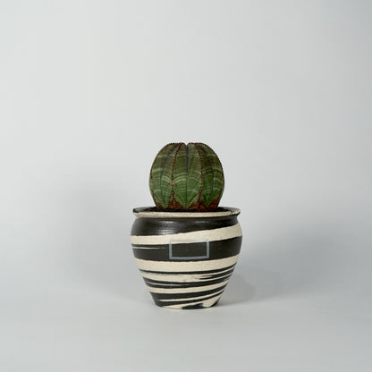 Euphorbia obesa × “N/OH”POT  B