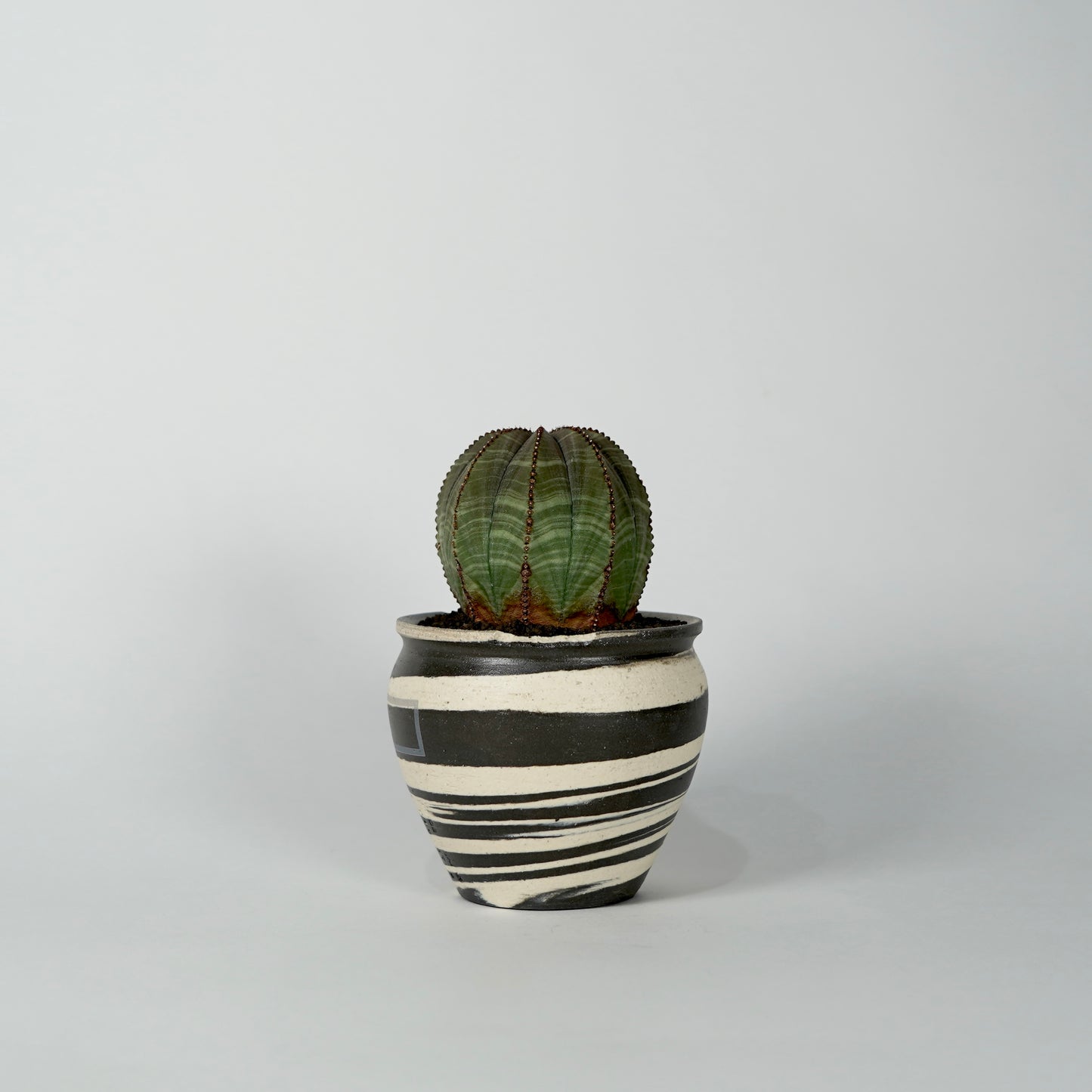 Euphorbia obesa × “N/OH”POT  B