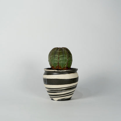 Euphorbia obesa × “N/OH”POT  B