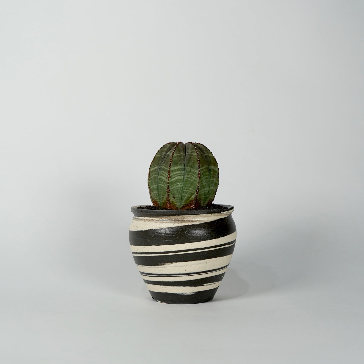 Euphorbia obesa × “N/OH”POT  B