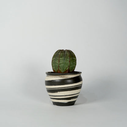 Euphorbia obesa × “N/OH”POT  B