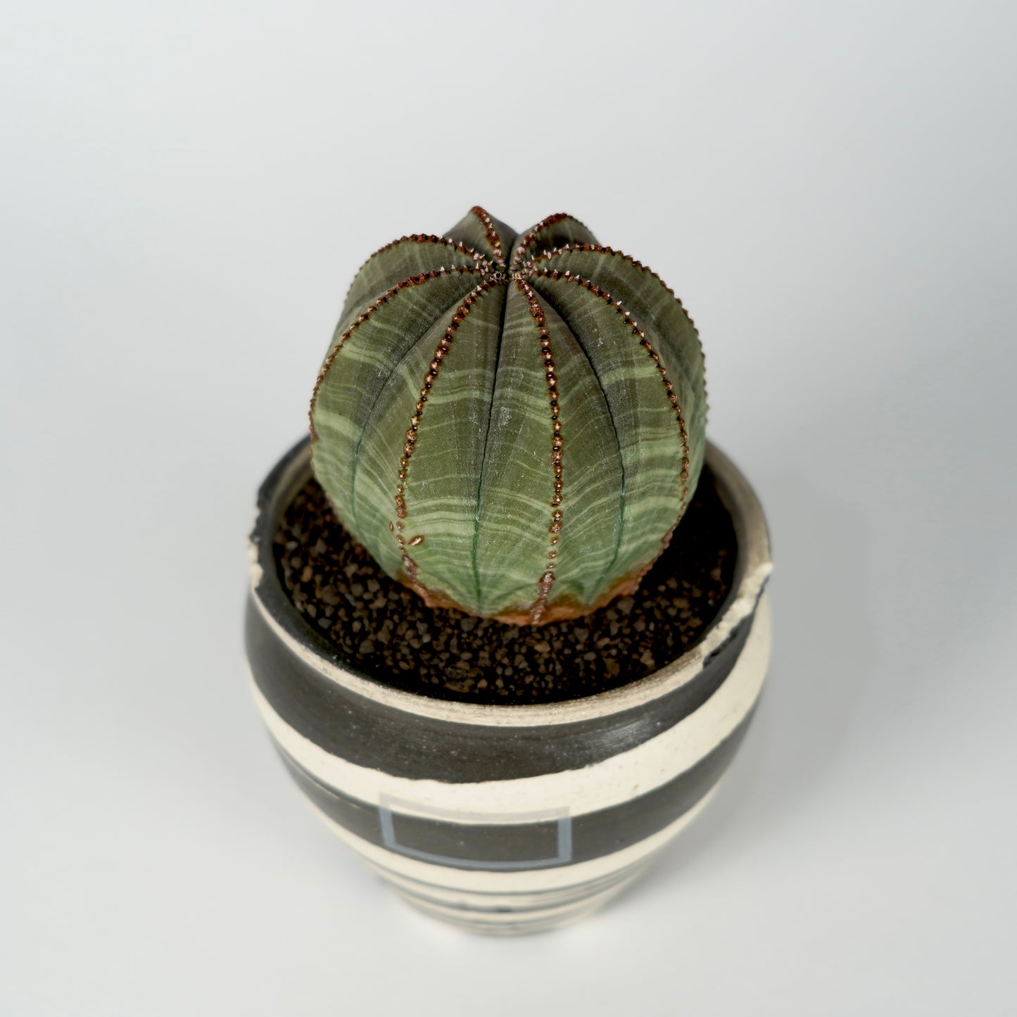 Euphorbia obesa × “N/OH”POT  B