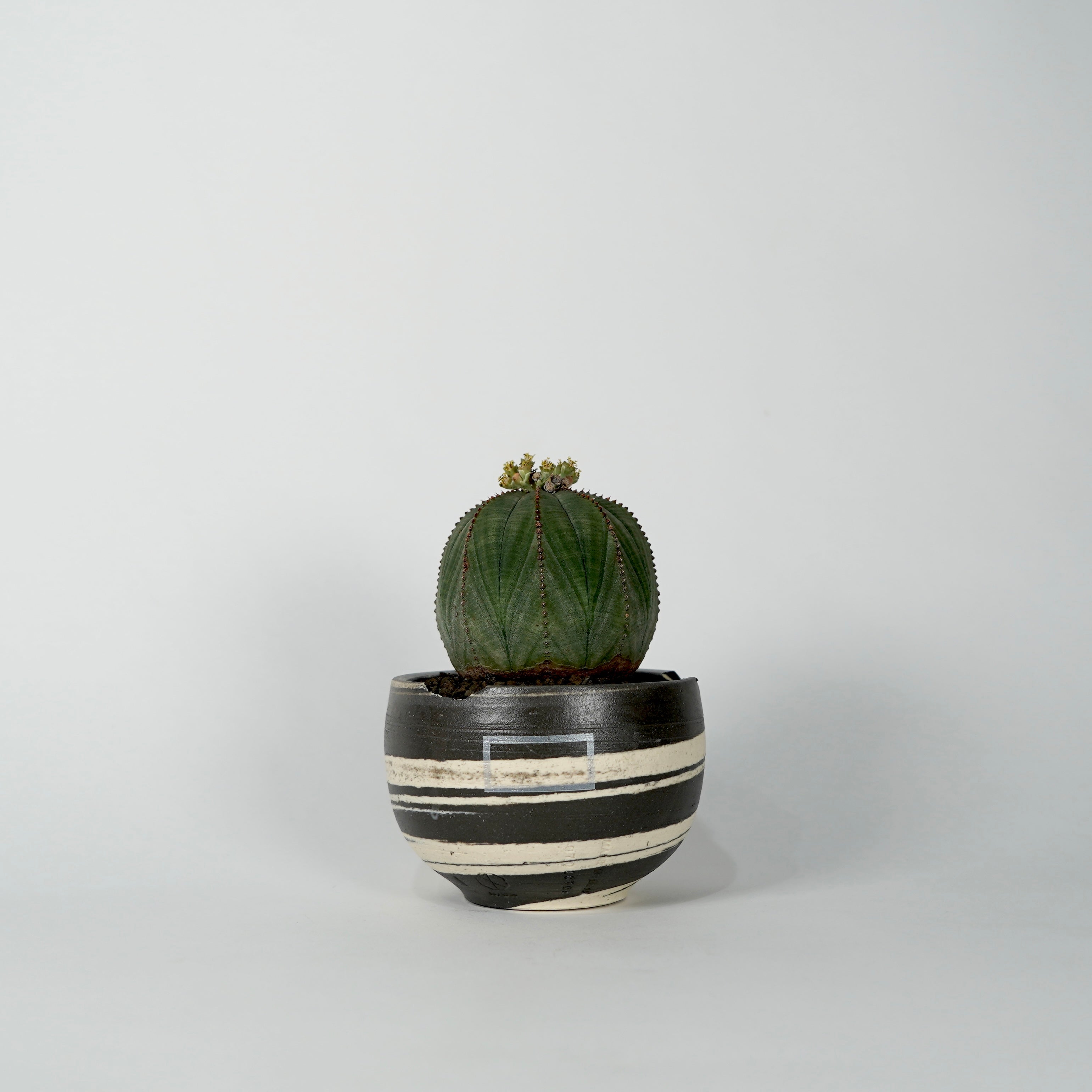 ユーフォルビア オベサ 雌 n/oh 鉢 付き Euphorbia obesa × “N/OH”POT C – BOTANIZE