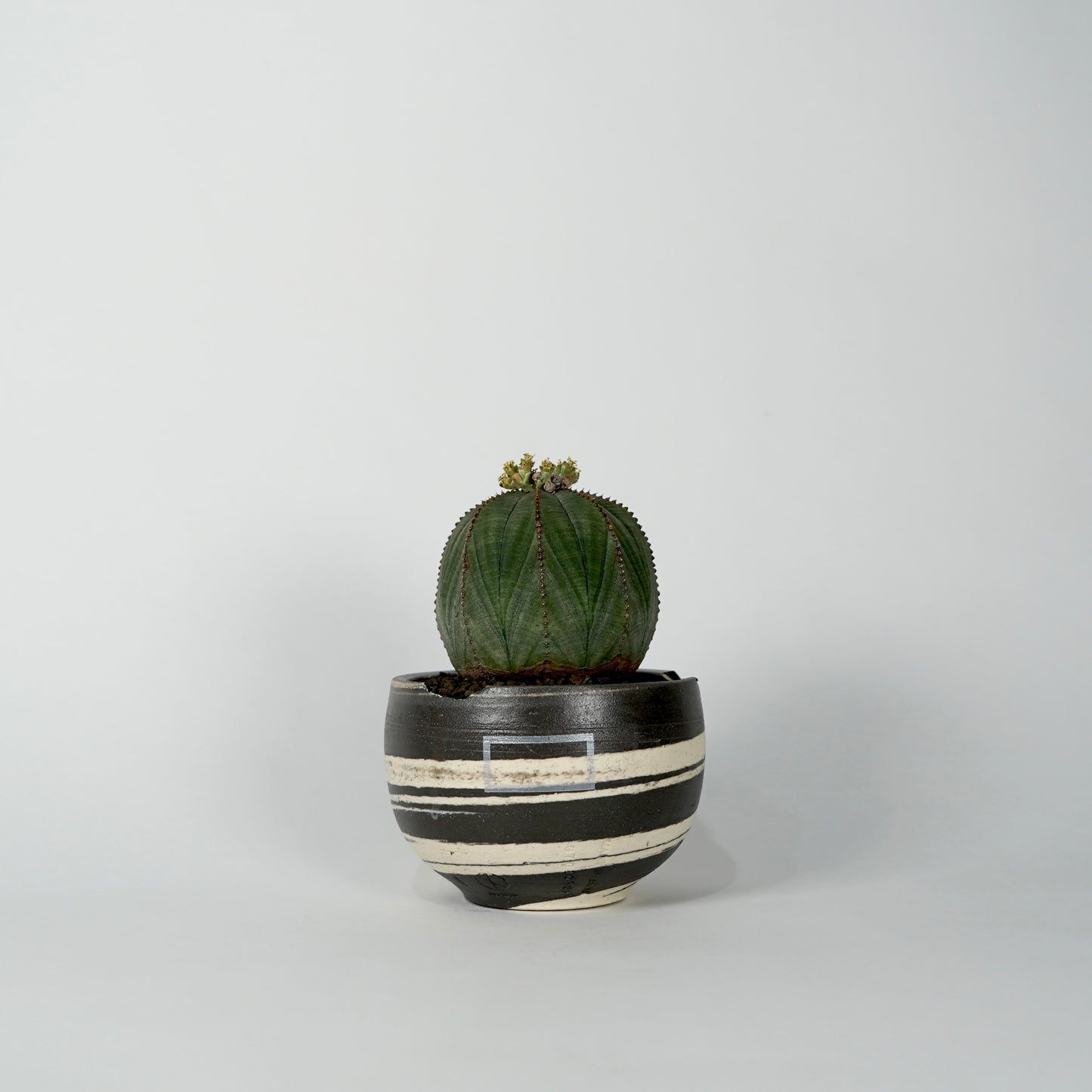 Euphorbia obesa × “N/OH”POT  C