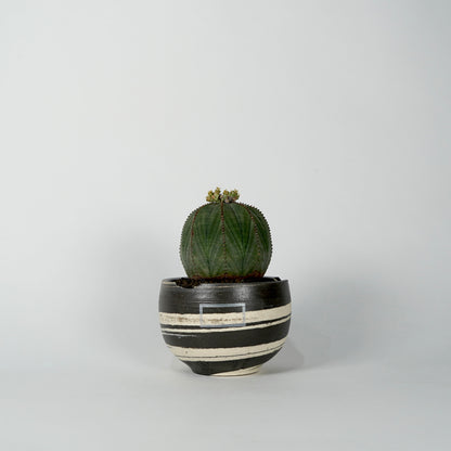 Euphorbia obesa × “N/OH”POT  C