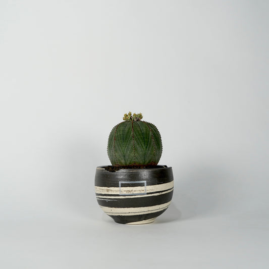 Euphorbia obesa × “N/OH”POT  C