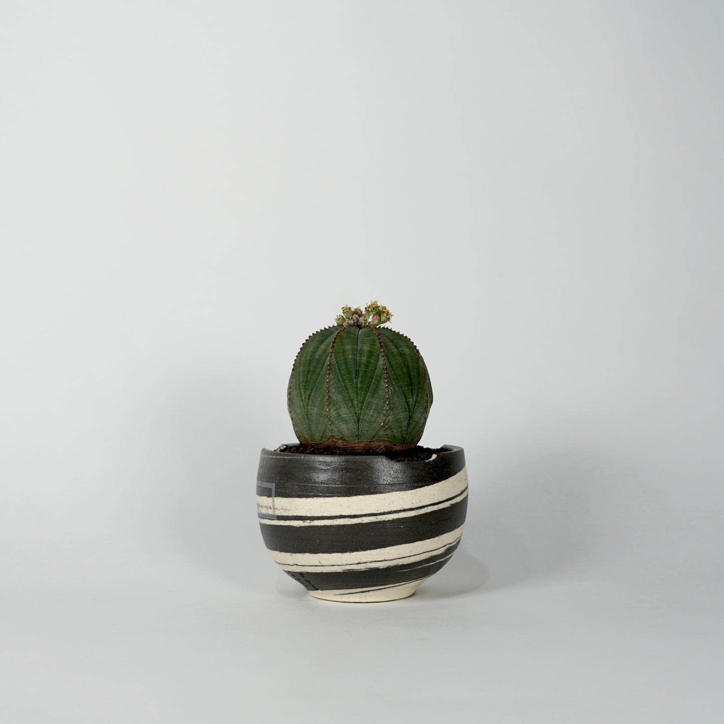 Euphorbia obesa × “N/OH”POT  C