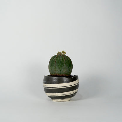 Euphorbia obesa × “N/OH”POT  C