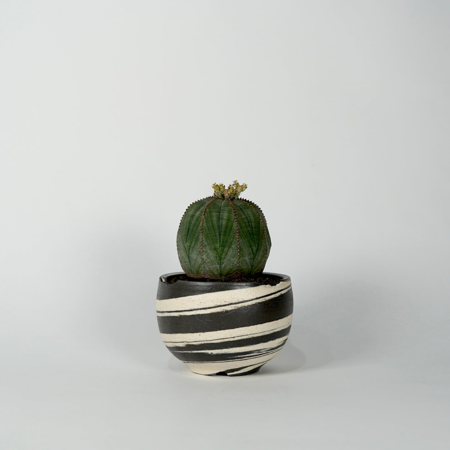 Euphorbia obesa × “N/OH”POT  C