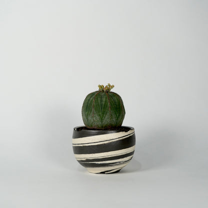 Euphorbia obesa × “N/OH”POT  C