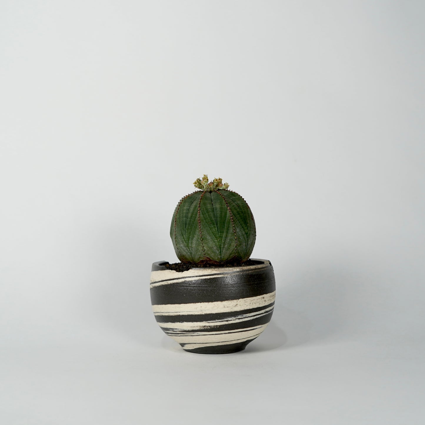 Euphorbia obesa × “N/OH”POT  C