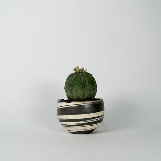 Euphorbia obesa × “N/OH”POT  C