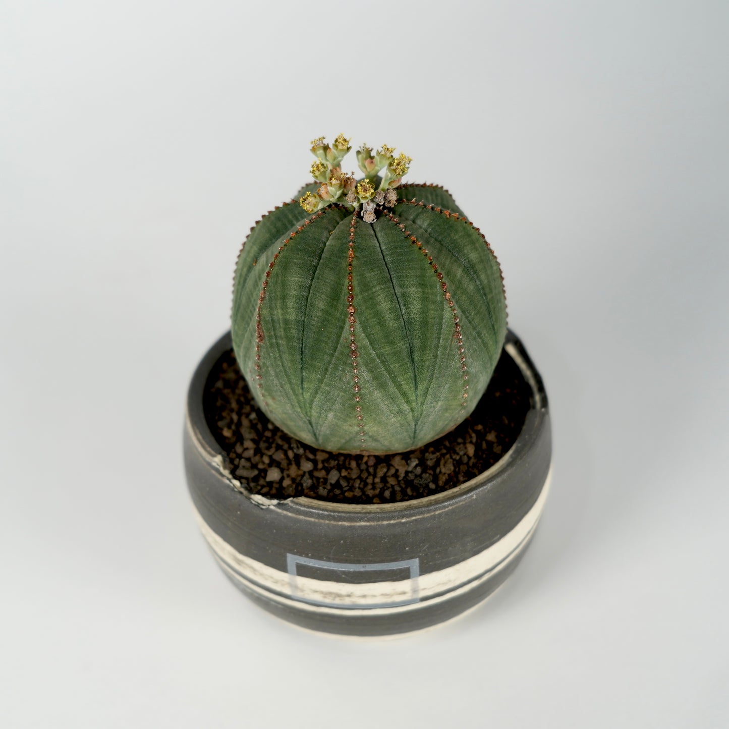 Euphorbia obesa × “N/OH”POT  C
