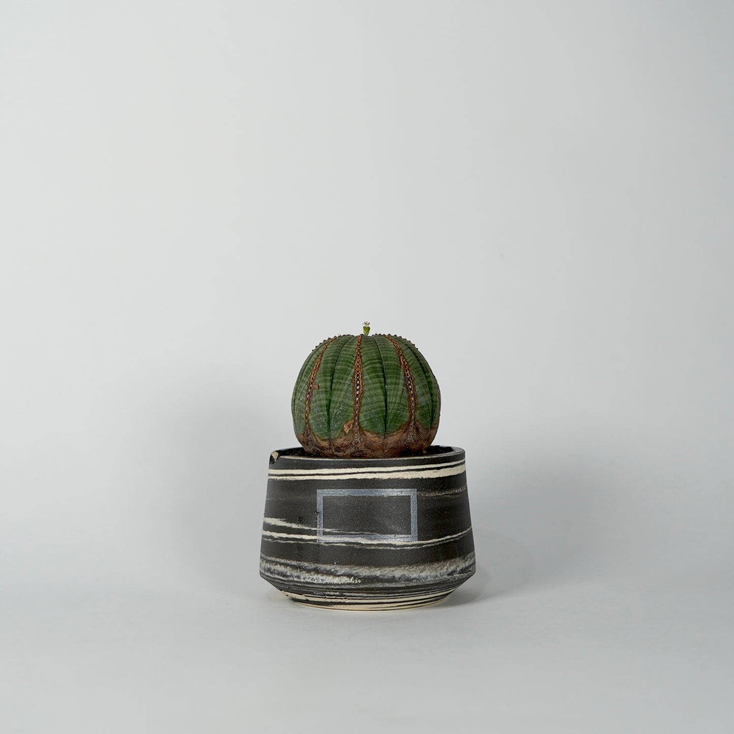 Euphorbia obesa × “N/OH”POT  D