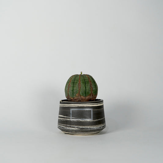 Euphorbia obesa × “N/OH”POT  D