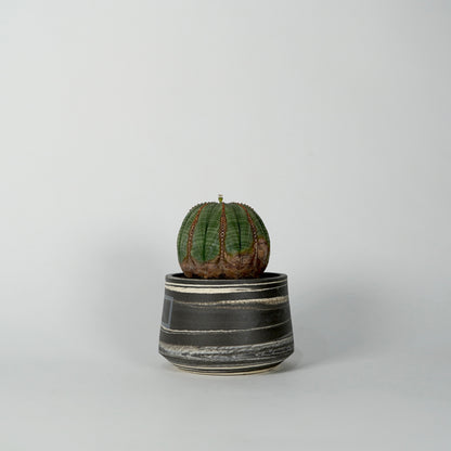 Euphorbia obesa × “N/OH”POT  D
